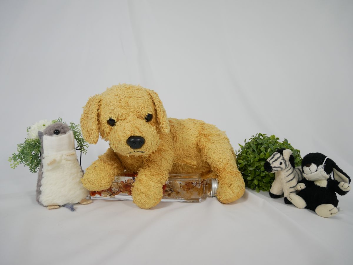 アレックスさん | ぬいぐるみ専門病院 杜の都なつみクリニック